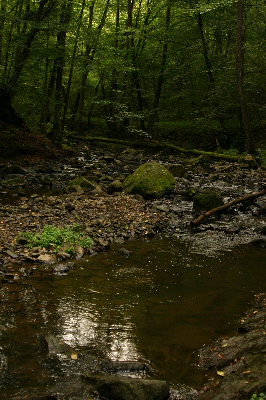 Zcenina Kraov a kousek Zbiroskho potoka - 1.9.2007